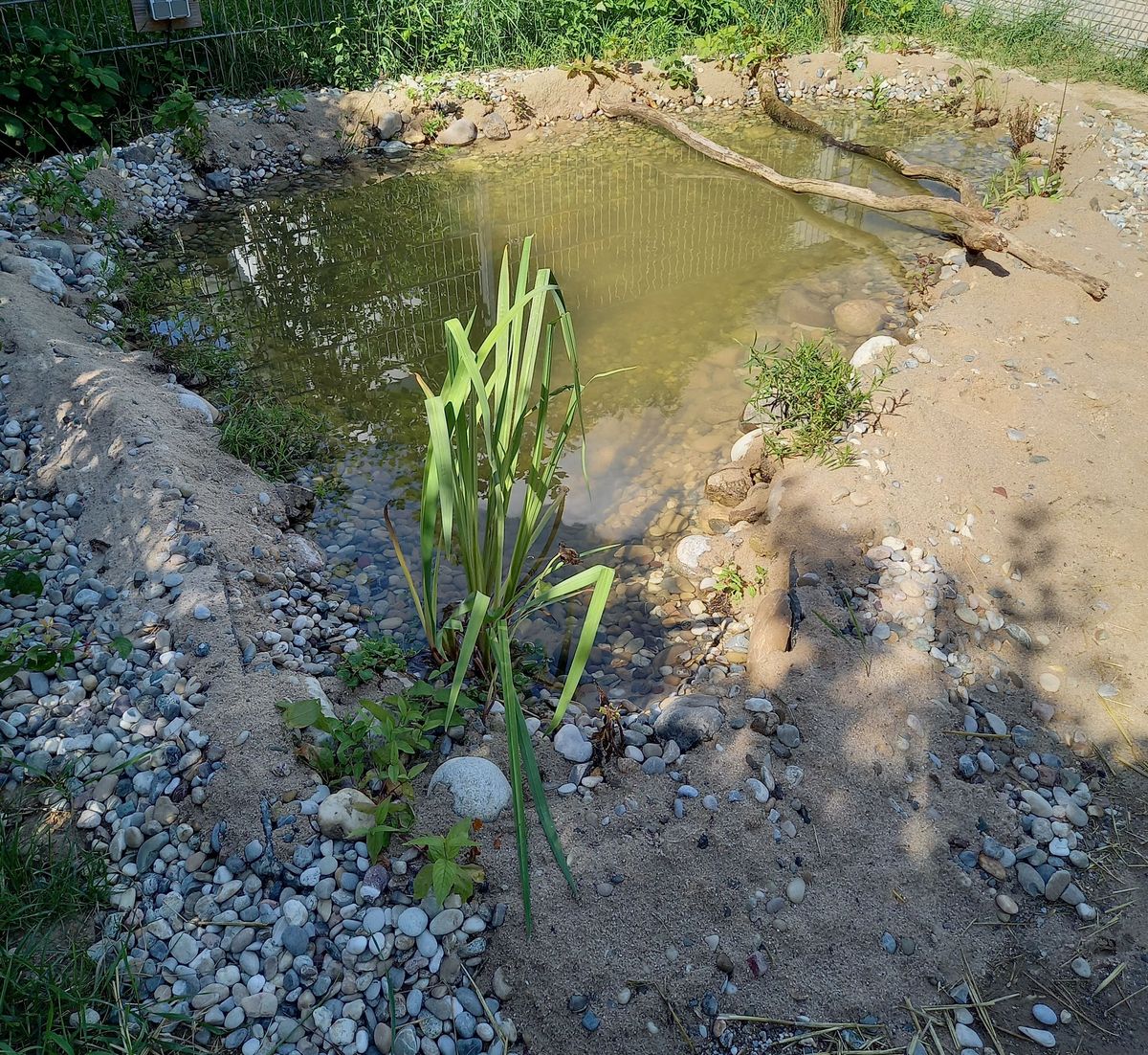 Das TeichProjekt so entsteht ein Flachwasserbiotop